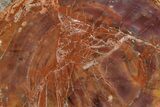 Polished, Petrified Wood (Araucarioxylon) - Arizona #207336-1